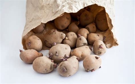 Is It Safe to Cook with Sprouted Potatoes? | Reader's Digest