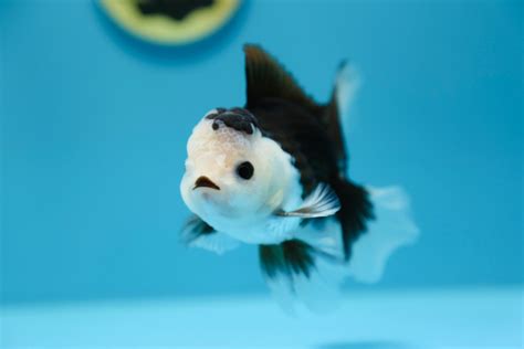 Super Panda Oranda Male 4.5-5 inches #1109TO_06 – Jimmy Goldfish