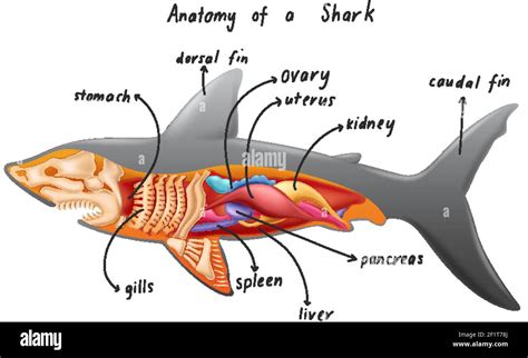 Anatomy of a Shark illustration Stock Vector Image & Art - Alamy