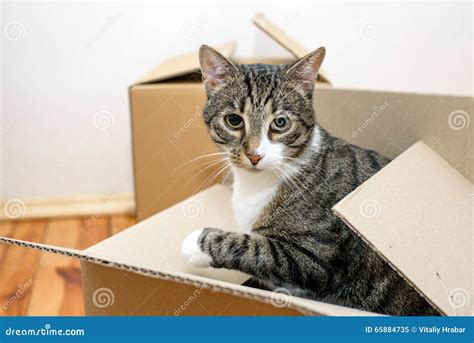 Moving Day - Cat and Cardboard Boxes Stock Image - Image of packaging, move: 65884735