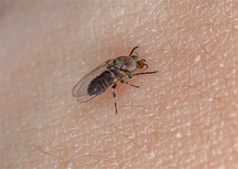 Do Gnats Bite Humans? 3 Common Biting Gnats (8 Tips to Avoid Bites) » The Buginator