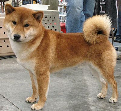 Image - Red shiba inu.png - Dogs and Cats Wiki