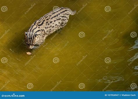 Beautiful and Elusive Fishing Cat in the Nature Habitat Near Water. Stock Image - Image of ...