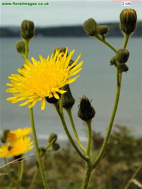 Sonchus arvensis, picture 3 of 7