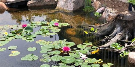 Water lilies - From Fertilizing to re-potting, what you need to know