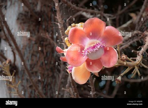 Orange Sala flower on Cannonball Tree or Sal flowers (Couroupita guianensis) in Thailand Stock ...