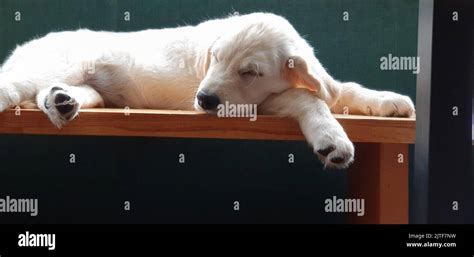 Golden Retriever Puppy sleeping Stock Photo - Alamy