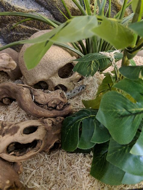 Where's mah food? - Luci : r/hognosesnakes