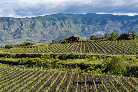 Sicilia ⭐️ MEJORES Visitas Bodegas y Catas de Vino 2024