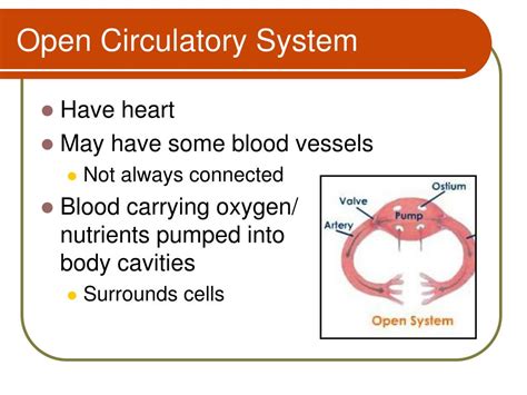 PPT - Open vs. Closed Circulatory System PowerPoint Presentation, free download - ID:6587705