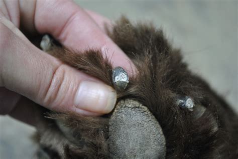 How To Safely Trim Your Dog's Black Nails - mybrownnewfies.com