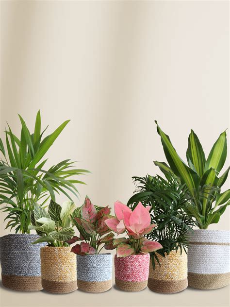 Air-Purifying Plants for Living Room – Greenkin