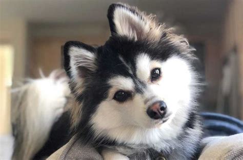 2. Pomsky | 19 Mixed-Breed Dogs That Are Absolutely Adorable | Purple ...