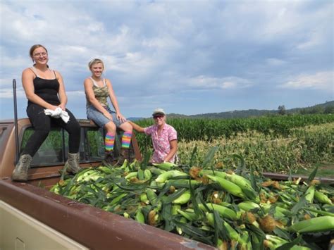 O'Brien's Family Farm: Sweet Corn Pickers