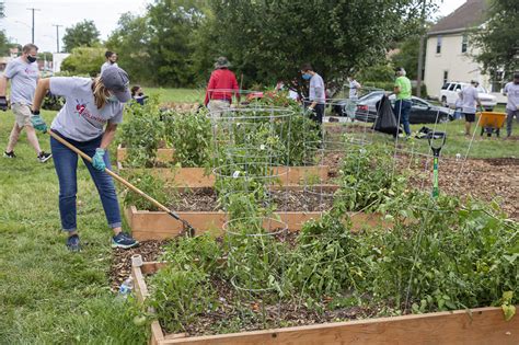 Community garden volunteers - Stock Image - C050/0907 - Science Photo Library