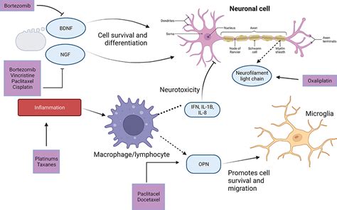 Frontiers | Biomarkers of Chemotherapy-Induced Peripheral Neuropathy: Current Status and Future ...