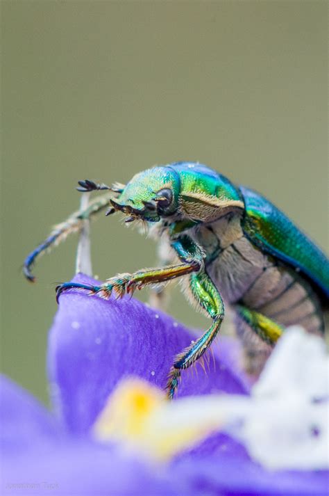 Photo of the week – A Christmas beetle battle, Rennick, Vic - Nature Glenelg Trust