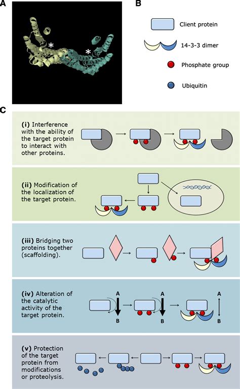 14-3-3 Proteins in Plant-Pathogen Interactions | Molecular Plant-Microbe Interactions®