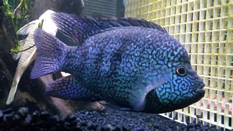 Blue Texas Cichlid Care: Feeding, Breeding, and More