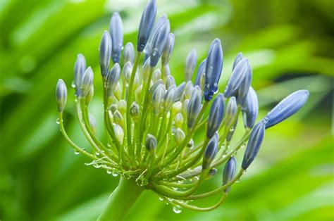 Agapanthus Plant Varieties & Care | Garden Design