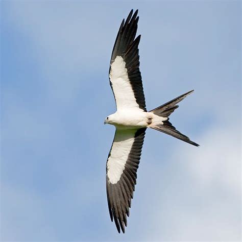 Scissor Tailed Kite-migrants flying over the yard this weekend (4/15 ...