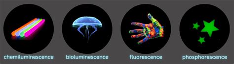 Luciferase - advantages & applications - Lubio Blog