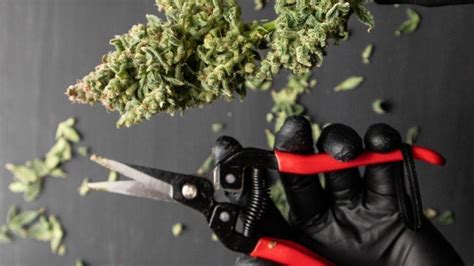 How to harvest Cannabis plants indoors: a guide for beginners