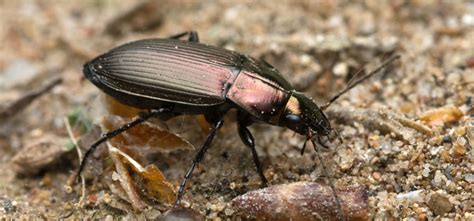 Ground Beetle - Pest Identification for Vegetable Gardens