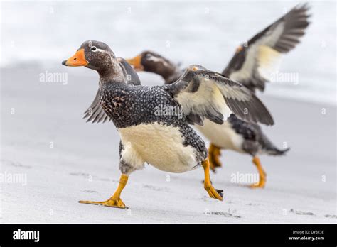 Falklands Flightless Steamer Duck Stock Photo - Alamy