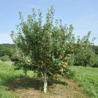 Heirloom Fruit Trees from Stark Bro's - Heirloom Fruit Trees For Sale