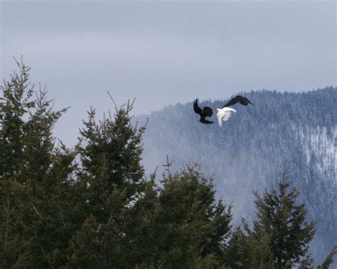 Rare white raven – Naturally North Idaho