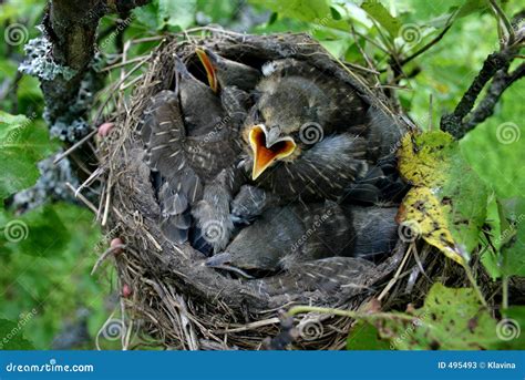 Baby Birds In Their Nest Stock Photos - Image: 495493