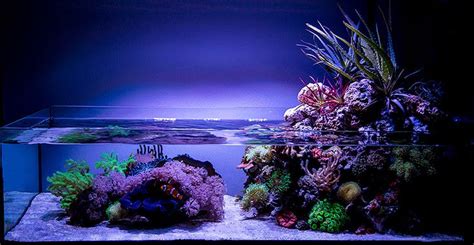 Growing plants in a reef tank? | Reef aquarium, Marine aquarium ...