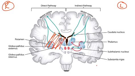 Globus Pallidus