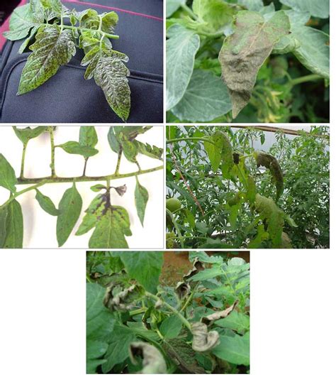 Diseases and Abiotic Problems of Greenhouse Tomatoes | Mississippi ...