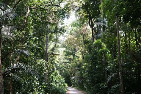 IS MT. MAKILING KID FRIENDLY? TOP 5 REASONS WHY IT IS A GREAT STARTER ...