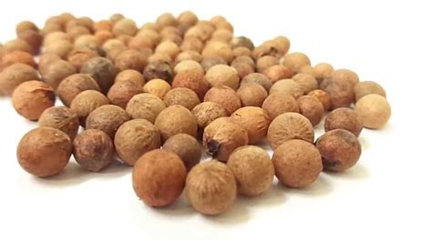 Tree Seed - INDIAN SANDALWOOD - Santalum album -CHANDAN Seed - Pack of 25 Seeds | eBay