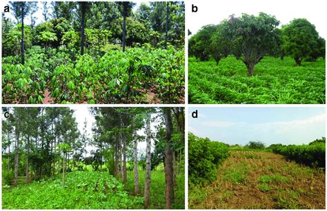 Illustrative examples of agroforestry practices commonly used in ...