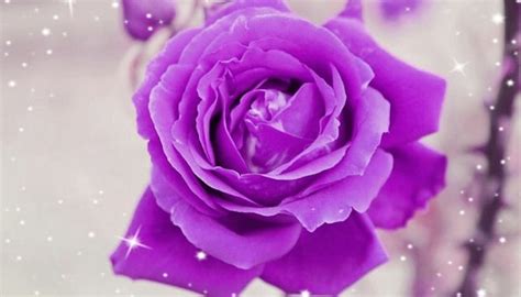 Purple Rose Flower – Meaning and Symbolism