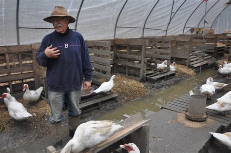 OmniUnum Farm: 'Heaven on earth' for Muscovy Ducks