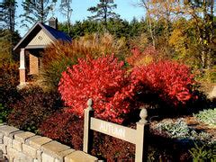 Dwarf Burning Bush Care | Pruning and Planting Tips — PlantingTree.com