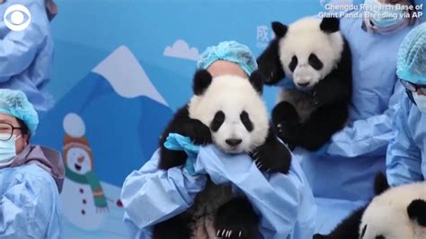 Panda cubs make debut in China in celebration of Lunar New Year | WANE 15