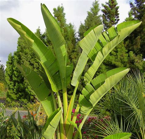 Strelitzia 'Giant Bird of Paradise' 16" Pot - Hello Hello Plants