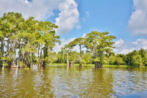 Life With 4 Boys: Atchafalaya Basin Swamp Tours with McGee's Landing # ...