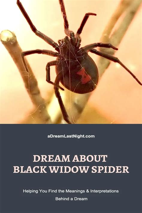 Dream About a Black Widow Spider: Meanings & Symbolism Spider Dream Meaning, Recurring Dreams ...