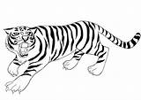 Coloring Pages Of Tigers sketch template