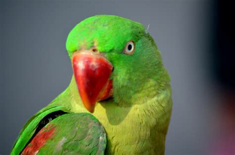 Green Parrot Free Stock Photo - Public Domain Pictures