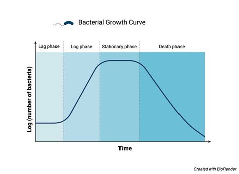 Bacterial Growth Curve: Definition, Stages, and Graph