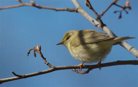 Willow Warbler - song / call / voice / sound.