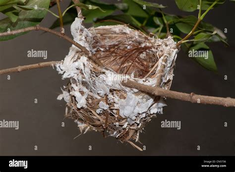 nest of the red-eyed Vireo, Vireo olivaceus Stock Photo - Alamy